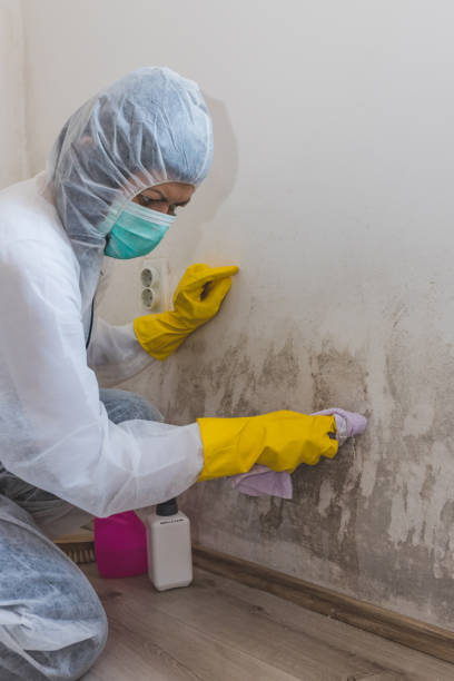 Reliable Crump, TN Mold Removal Solutions